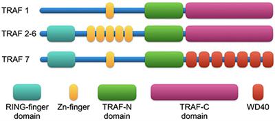 The Role of Tumor Necrosis Factor Associated Factors (TRAFs) in Vascular Inflammation and Atherosclerosis